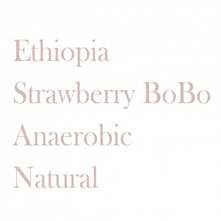 衣索比亞 草莓波波 厭氧日曬◆莊園精品咖啡豆  半磅/袋