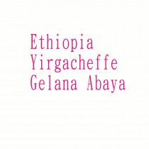 衣索比亞 春神雷娜◆莊園精品咖啡豆  半磅/袋