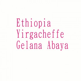 衣索比亞 春神雷娜◆莊園精品咖啡豆  半磅/袋